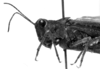 CollectionObject 1506351; 419726e3-1054-410d-ba93-5f614ec6a4b5: Image Carbonell, C.S. female head and pronotum, lateral view (syntype). (CollectionObject).