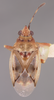 CollectionObject 1594720; 863fb366-fd68-44aa-aec7-6268e7a88c23: Kleidocerys resedae fuscomaculatus HOLOTYPE (NMNH) - (CC BY-NC 3.0) - Photo by Pablo M. Dellapé with permission from the National Museum of Natural History (NMNH), Smithsonian Institution, Washington, D.C. (CollectionObject).