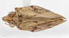 Habitus, dorsal view on Fowlerium acutum (Doering, 1941): (Observation).