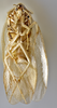CollectionObject 1567093; 01da00aa-228a-4932-8fb1-3dfb72bd6645: Photo by Heidi Hopkins. Holotype, adult male, ventral habitus. (CollectionObject).