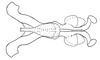 Baeacris talamancensis Rowell & Carbonell, 1977: Fig. 16. male genitalia without cingulum, ventral view. (Otu).
