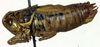 CollectionObject 1502000; ac599471-4fe1-4c9b-9161-e69fcfb975ce: male, lateral view (paratype). (CollectionObject).