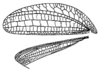 Tympanophyllum (Tympanophyllum) atroterminatum (Brunner von Wattenwyl, 1895): Pl. 3, Fig. 7. female left wings. (Otu).