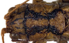 CollectionObject 1531726; 719846ea-de13-45e7-b426-9e184dc527be: male head and pronotum, dorsal view (syntype). (CollectionObject).;CollectionObject 1531727; 1a4c224b-7a99-4aa7-b394-17b746ea1153: male head and pronotum, dorsal view (syntype). (CollectionObject).