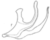 Aedeagus, lateral view: Aedeagus, lateral view. (Observation).