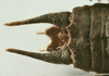 CollectionObject 1539786; 747c76a0-2136-430e-95a7-57899992f6a5: male cerci (holotype). (CollectionObject).