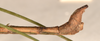 CollectionObject 1559398; 0c1e583d-db6b-441f-b256-6093520e1db6: copyright OUMNH. male: end of abdomen, lateral view of synonym Lonchodes dispar (holotype). (CollectionObject).
