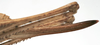 Rhacocleis corsicana Bonfils, 1960: female ovipositor (allotype). (Otu).