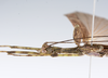 CollectionObject 1590115; e3aaa19d-a06f-40a0-b155-68df1664a497: copyright Oskar Conle. male: head & thorax, lateral view (paratype). (CollectionObject).