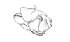 Enodisomacris curtipennis Cigliano, 1989: Fig. 221. cingulum and endophallus, lateral view. (Otu).
