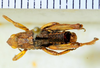 CollectionObject 1498699; 030eafed-5045-4cf5-b2b3-b3cec72c93da: male, dorsal view. (CollectionObject).