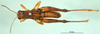 CollectionObject 1502804; 31527615-a1a5-47e4-839c-9108fa93fd99: male, dorsal view (syntype of Serpusia deminuta). (CollectionObject).