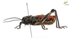 CollectionObject 1849151; cdafbf33-13ab-492c-a4ac-e64b53dcde8f, Unioeste Cascavel SAOP-0007: Male. Lateral view. (CollectionObject).