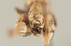 CollectionObject 1499303; d6bd2f17-25ec-41b4-bf8c-845187e5c299: Male, caudal view (holotype). (CollectionObject).