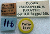CollectionObject 1567548; a59ced83-9c4f-437f-b15a-2a335d47475c: labels (paratype). (CollectionObject).