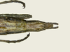 CollectionObject 1582172; MZSP MZSP 175, 5cbc6a58-0847-4f50-af37-453a0b9a5120: copyright MZSP. female: end of abdomen, ventral view. (CollectionObject).