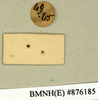 CollectionObject 1573068; 70c5adcf-488b-4d09-8c83-5fdb91910c4e: Copyright Natural History Museum, London. Labels from non-type (adult male) in BM(NH). Underside. (CollectionObject).
