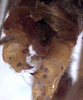 CollectionObject 1531735; dc000eee-1dcb-485e-aa5c-6707ca17166b: male cercus, dorsal view (holotype). (CollectionObject).