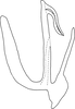 Aedeagus, lateral view on Anufrievia curva Yang & Zhang, 2018: Aedeagus, lateral view. (Observation).