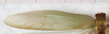 CollectionObject 1552394; b9494f75-fbd8-4511-a832-d47514087b42: male, left tegmen, dorsal view. (CollectionObject).