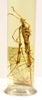 CollectionObject 1560529; dc4c9fc6-187b-4c50-8bb6-81618bd25426: copyright MNHN, Paris. male & female Onogastris pardalina (syntypes). (CollectionObject).;CollectionObject 1560530; 4332a54c-1469-4a4b-82b9-35d81dcf1434: copyright MNHN, Paris. male & female Onogastris pardalina (syntypes). (CollectionObject).