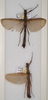 CollectionObject 1563037; e620bf54-777d-4c98-b739-21e3f790a380: copyright OUMNH. female (paratype). (CollectionObject).