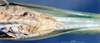 CollectionObject 1536131; 60c5e845-0fb2-4061-a698-9543161be91c: male subgenital plate (holotype). (CollectionObject).