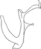 Aedeagus, lateral view on Anufrievia arboridula Dworakowska, 1970: Aedeagus, lateral view. (Observation).