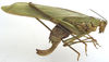 CollectionObject 1505866; 4a9fc905-6cd5-439c-806a-77207d09e73d: female, lateral view (syntype). (CollectionObject).