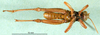 male, ventral view (syntype). Depicts CollectionObject 1530816; 62ae1726-d720-4d18-8858-f65f757547b2, a CollectionObject.