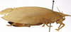 CollectionObject 1529717; 8e0a9ae7-3d51-4191-a1c1-e453c5d48bcb: female, lateral view (holotype). (CollectionObject).
