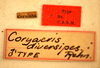 CollectionObject 1533400; 052977b7-6ea9-47c5-9826-d4c55dd50e28: labels (syntype of Coryacris diversipes). (CollectionObject).;CollectionObject 1533401; 8fb0ae18-e1dc-4bff-a7a6-8c964f6012d8: labels (syntype of Coryacris diversipes). (CollectionObject).