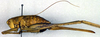 CollectionObject 1502204; 29e9cc3c-144f-4d39-9e15-f386d8b06854: female, lateral view (syntype). (CollectionObject).