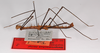 CollectionObject 1560289; 0b95e876-2acf-4299-bc4b-859fa320b8cb: copyright ZMB, Berlin. male, lateral view (holotype). (CollectionObject).