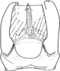 Aedeagus, ventral view: !! display not done !! on Alebrasca expansa (Dworakowska, 1995): Aedeagus, ventral view. (Observation).