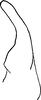 Stylus on Platymetopius (Platymetopius) rostratus (Herrich-Schäffer, 1834): Stylus. (Observation).