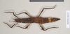 CollectionObject 1558986; 0c8a6eff-4dce-4812-9bfd-ef67ba0b7b25: copyright Natural History Museum, London. female (holotype). (CollectionObject).