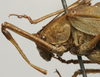 CollectionObject 1566243; d84bdfc8-14f9-476f-b8c4-2a5bb07ced55: male pronotum, lateral view (paratype). (CollectionObject).