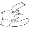 Pygofer, lateral view: !! display not done !! on Dikrella (Dikrella) cockerellii (Gillette, 1895): Genital capsule, lateral view. (Observation).