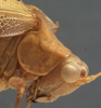 CollectionObject 1505839; 6cf4b486-104e-4900-8ce9-c47af0eed2dd: female head and pronotum, lateral view (holotype). (CollectionObject).