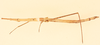 CollectionObject 1518075; 0ec5705c-8899-4c41-b6f9-21ea282263f2, NHMUK015982121: female, dorsal view (holotype). (CollectionObject).