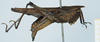 CollectionObject 1583402; dcf4d0cd-59b7-4914-a2fd-cabb8a20d510: male, lateral view. (CollectionObject).