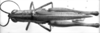 Staurorhectus longicornis longicornis Giglio-Tos, 1897: Image Carbonell, C.S. male, dorsal view. (Otu).