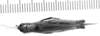 CollectionObject 1521534; 4a56a2de-6ce4-43b1-ad5b-fb2ea64816e9: Image Carbonell, C.S. female, dorsal view (lectoallotype of Cornops insularis). (CollectionObject).
