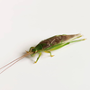 CollectionObject 1584024; 5b1a14dc-72c1-456a-ad64-ba30a260a5d4: male. (CollectionObject).