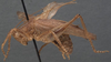 CollectionObject 1505766; 3f70dc0e-d3e2-4e79-804d-f0f1e91fa04c: male, lateral view (syntype). (CollectionObject).