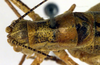 CollectionObject 1502235; 4a06850b-6de6-4898-89fd-e0cc0ddd6eb6: male head, pronotum and tegmina (paratype of Poecilimon albanicus). (CollectionObject).