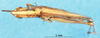 male, dorsal view (paratype). Depicts CollectionObject 1581398; dca4cd45-7130-409c-b2c8-81bac45eedaf, a CollectionObject.