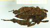 CollectionObject 1585889; 921f4ad9-85ae-4540-845a-608afc9cc77d: female, dorsal view (syntype). (CollectionObject).