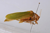Parapelerinus ensatus Liu & Kang, 2008: male, lateral view (paratype). (Otu).